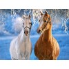 Weißes und braunes Pferd Winter