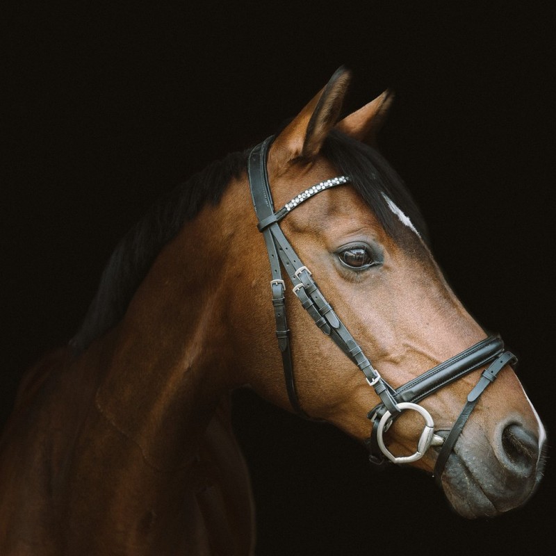 Porträt eines Pferd...