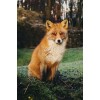 Der Fuchs im Wald