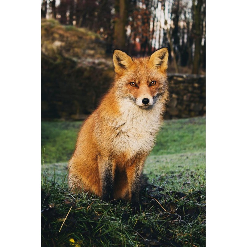 Der Fuchs im Wald