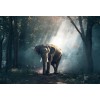 Elefant im Wald
