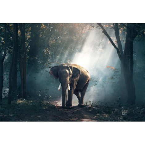 Elefant im Wald