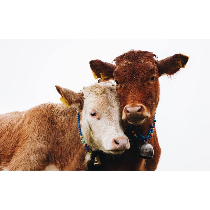 Die kuschelnden Küh...