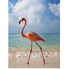 Flamingo am Strand