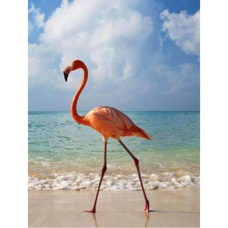 Flamingo am Strand