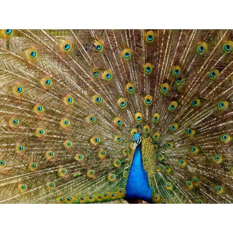 Pfau mit Spreizfedern