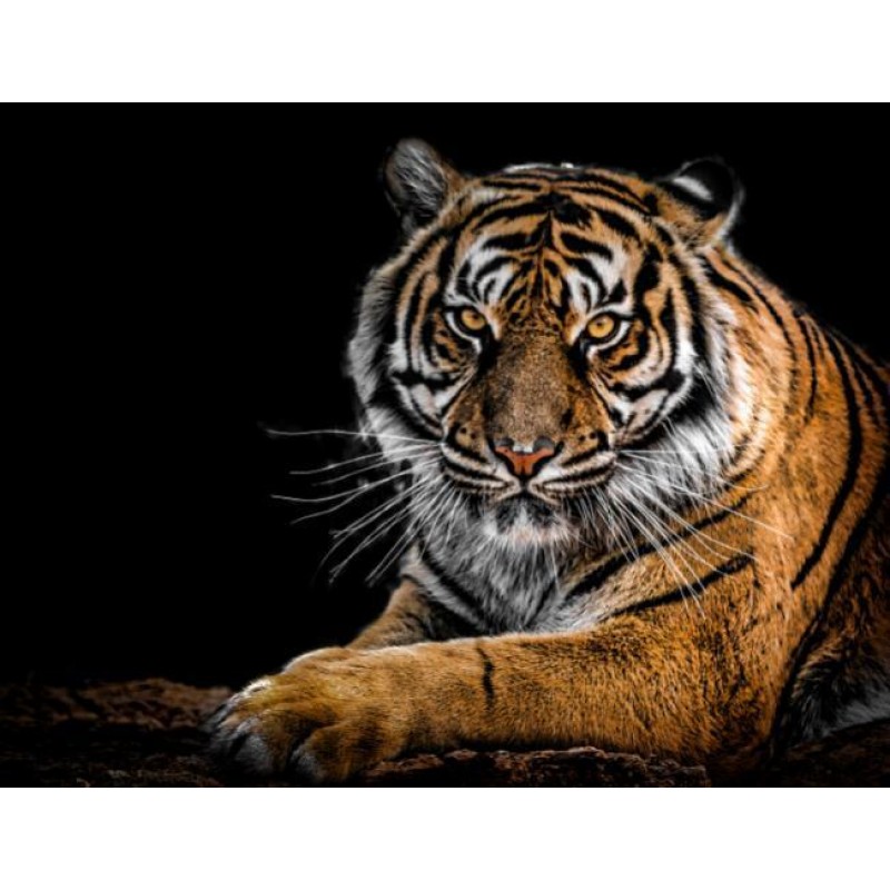 Porträt eines Tiger...
