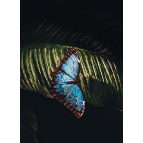 Schmetterling in der Nacht