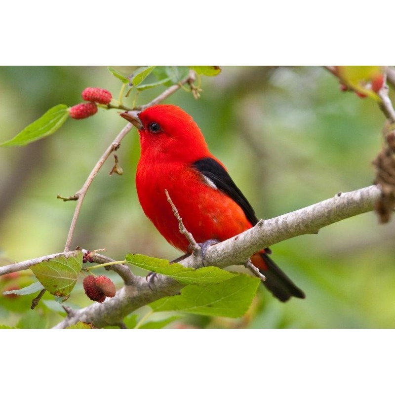 Roter Vogel