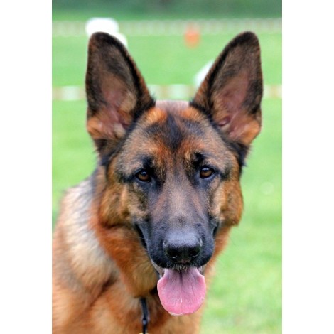 Schäferhund Portrait