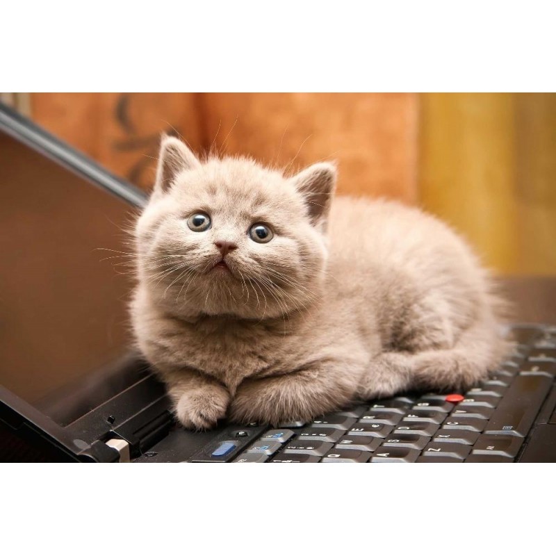 Kätzchen auf Laptop