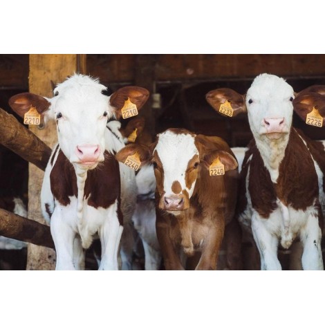 Kühe in einer Reihe