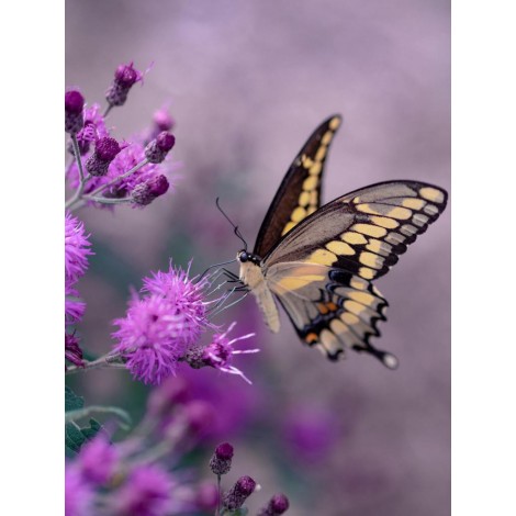Natur Schmetterling Violett
