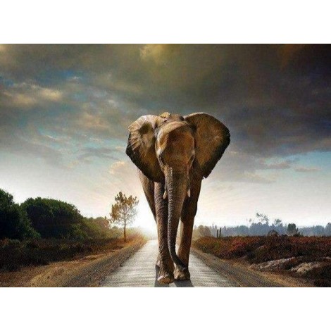Elefant auf der Straße