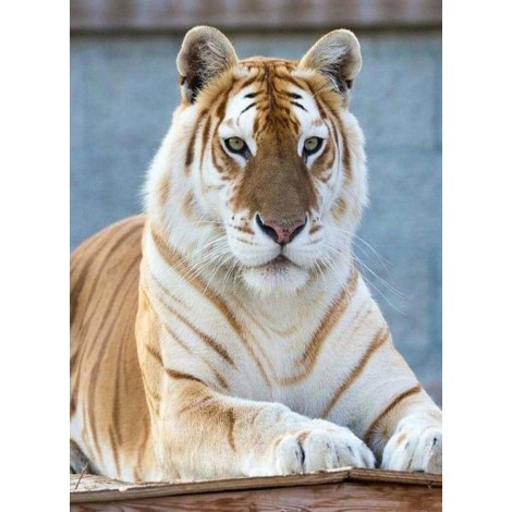Der besondere Tiger