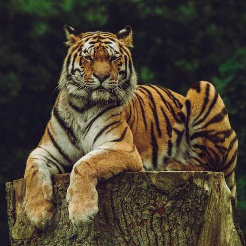 Tiger auf der Lauer