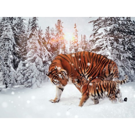 Bengalische Tiger im Schnee