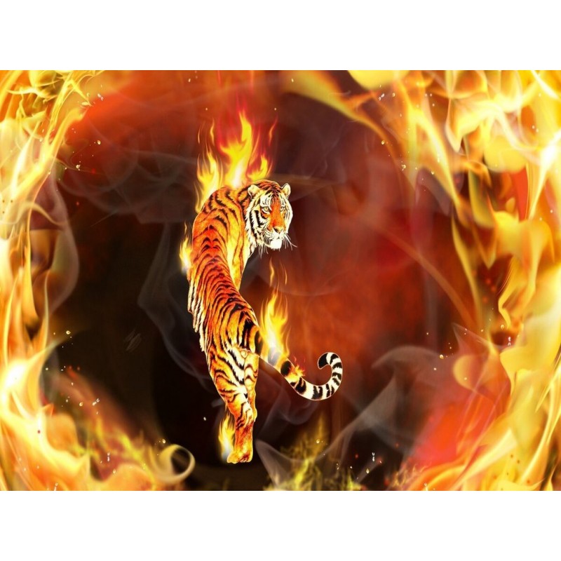 Tiger und Feuer