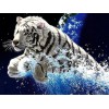 Weißer Tiger springt aus dem Wasser