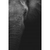 Elefanten Portrait in Schwarz Weiß