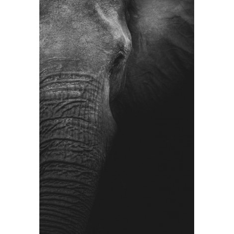 Elefanten Portrait in Schwarz Weiß