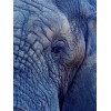 Porträt Alter Elefant