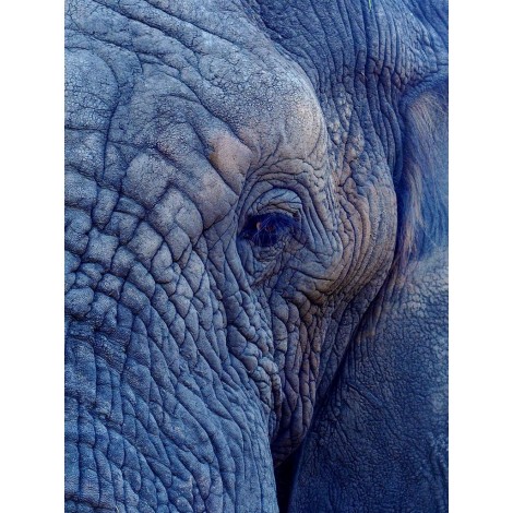 Porträt Alter Elefant