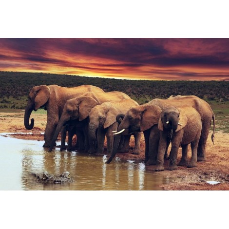 Familien Elefant am Teich