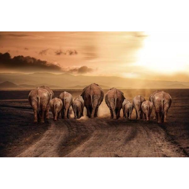 Elefanten Familie un...