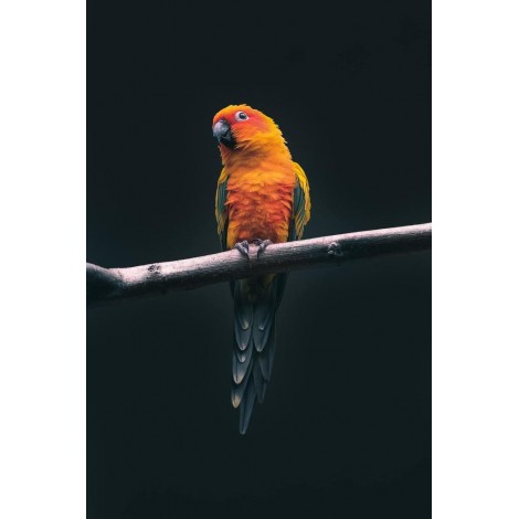 Der anmutige Papagei