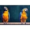 Gelb-Blaue Papageien