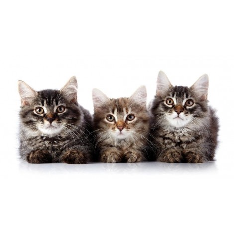 Drei neugierige Kätzchen