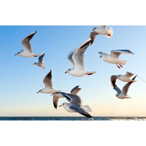 Vögel in einer Gruppe