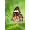 Schmetterling in Grün