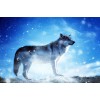 Wolf im Schnee