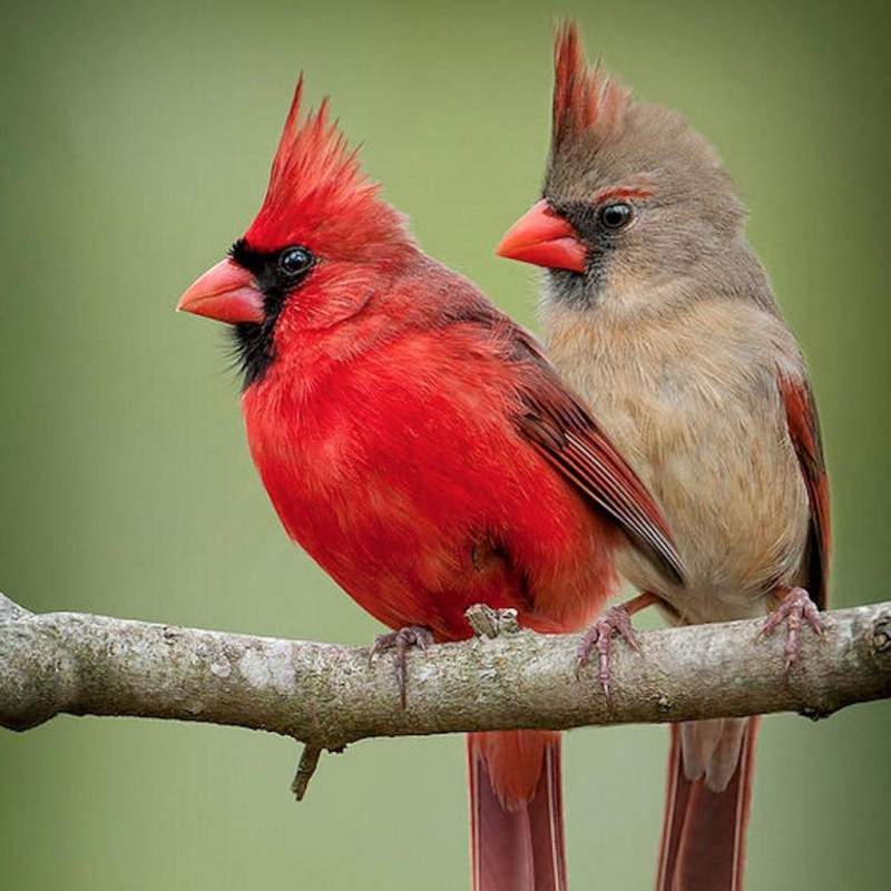 Kardinal Vögel