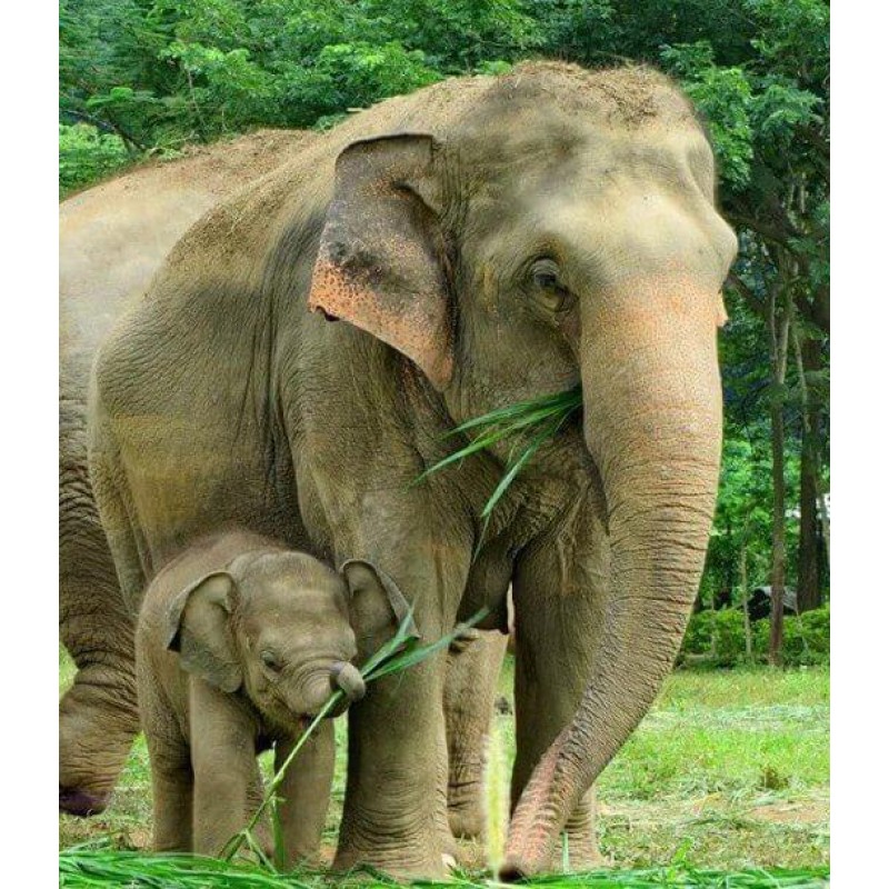 Elefantenmutter mit ...