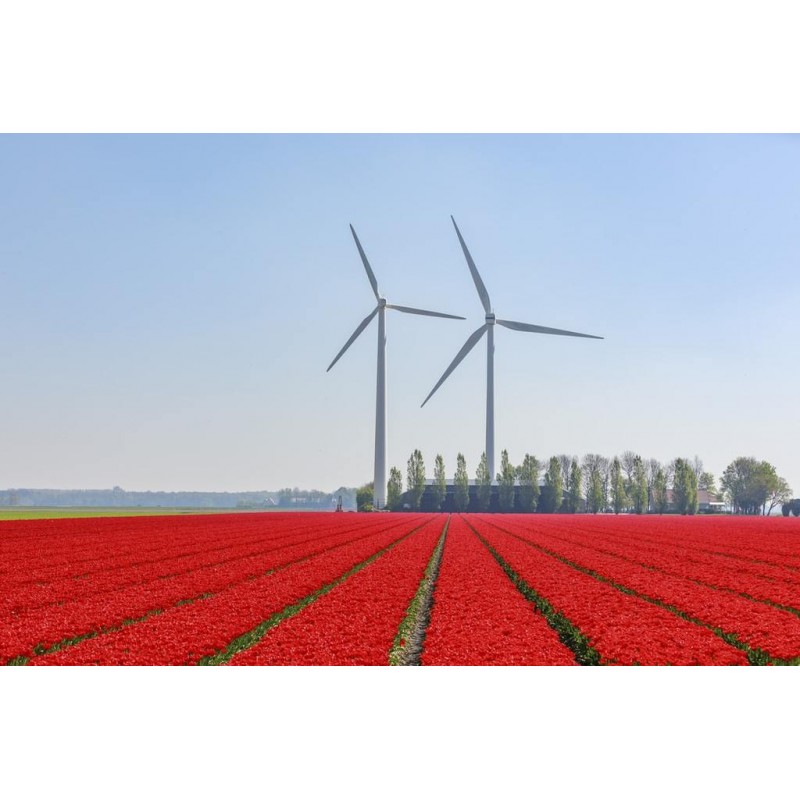 Niederländischer So...