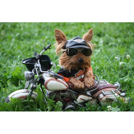 Harley Davidson Yorkie