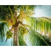 Palme Kokosnüsse