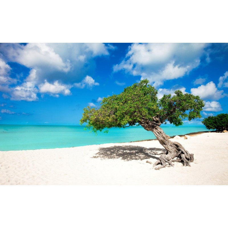 Divi-Baum auf Aruba