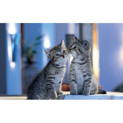 Bruder und Schwester Kätzchen