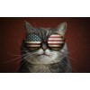 Katze mit amerikanischer Flagge