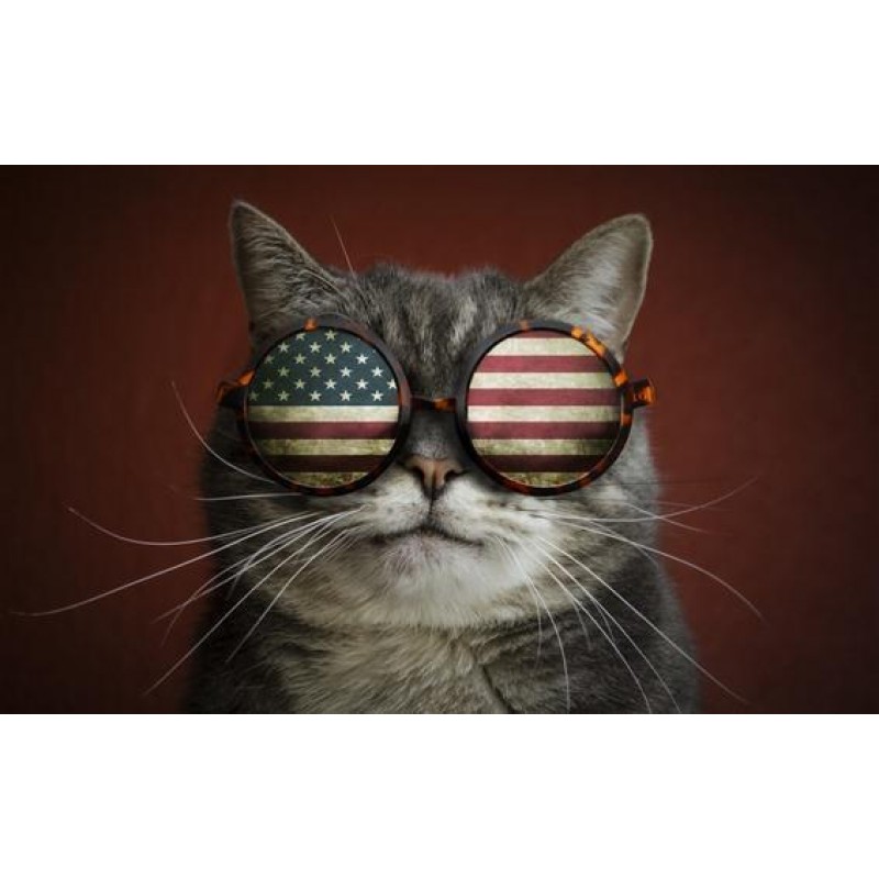 Katze mit amerikanis...