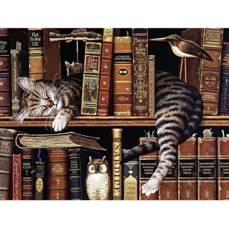 Schlafende Katze im Bücherregal