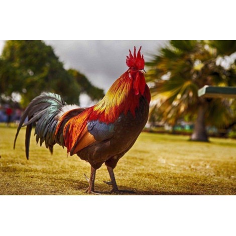 Der Hahn auf dem Feld