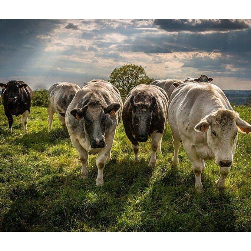 Gruppe von Kühen au...