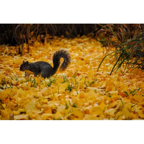Eichhörnchen auf gelben Blättern