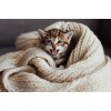 Kätzchen in einer Decke