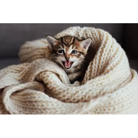 Kätzchen in einer Decke